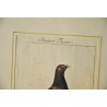 Engraving of birds, ‘Bastar Fasan’, by J.G., on Moinat SA – Antiques and decorative items – Engravings, lithographs