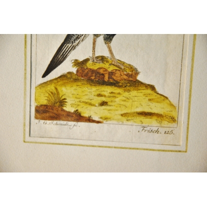 Engraving of birds, ‘Bastar Fasan’, by J.G., on Moinat SA – Antiques and decorative items – Engravings, lithographs