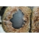 Ours en peluche ABC Collection