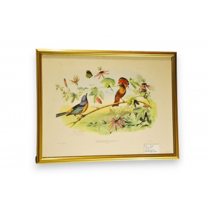 Gravure d'oiseaux "Le Roi des  sur Moinat SA  - Antiquités décoration -  Gravures, Lithos