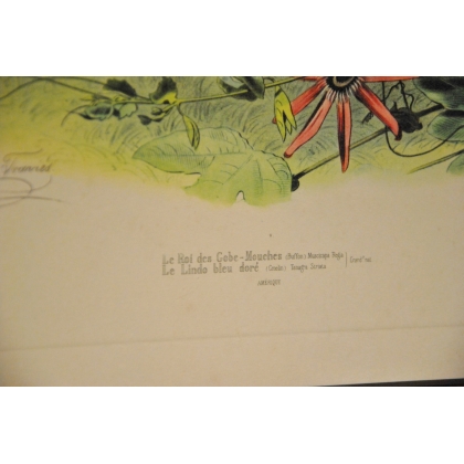 Gravure d'oiseaux "Le Roi des  sur Moinat SA  - Antiquités décoration -  Gravures, Lithos