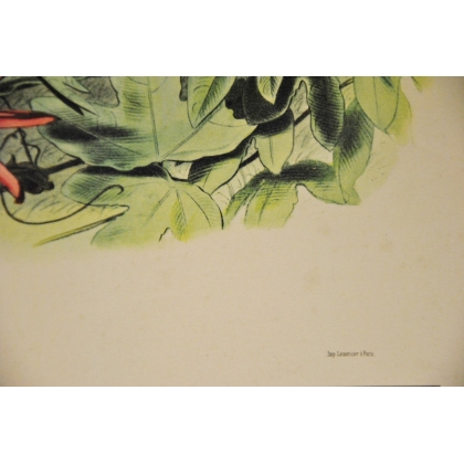 Gravure d'oiseaux "Le Roi des  sur Moinat SA  - Antiquités décoration -  Gravures, Lithos