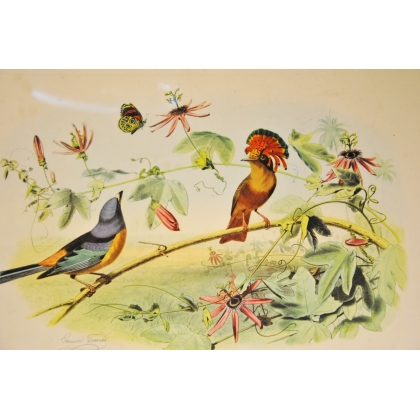 Gravure d'oiseaux "Le Roi des  sur Moinat SA  - Antiquités décoration -  Gravures, Lithos