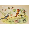 Gravure d'oiseaux "Le Roi des  sur Moinat SA  - Antiquités décoration -  Gravures, Lithos