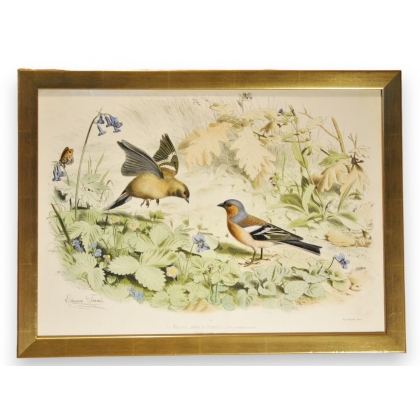 Gravure d'oiseaux "Le Pinson, mâle et  sur Moinat SA  - Antiquités décoration -  Gravures, Lithos