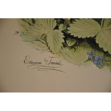 Gravure d'oiseaux "Le Pinson, mâle et  sur Moinat SA  - Antiquités décoration -  Gravures, Lithos