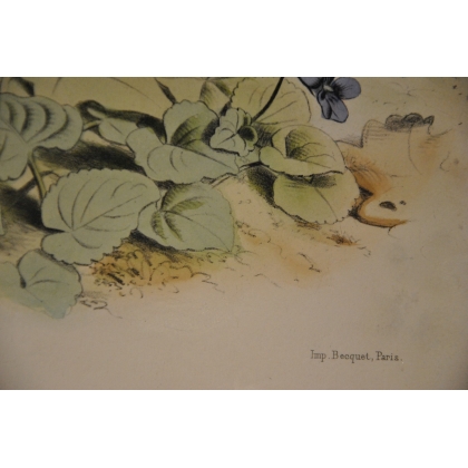 Gravure d'oiseaux "Le Pinson, mâle et  sur Moinat SA  - Antiquités décoration -  Gravures, Lithos