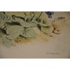 Gravure d'oiseaux "Le Pinson, mâle et  sur Moinat SA  - Antiquités décoration -  Gravures, Lithos