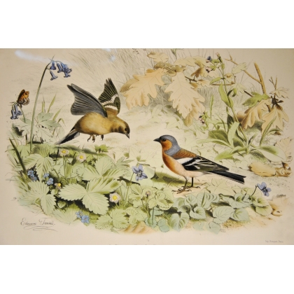 Gravure d'oiseaux "Le Pinson, mâle et  sur Moinat SA  - Antiquités décoration -  Gravures, Lithos