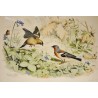 Gravure d'oiseaux "Le Pinson, mâle et  sur Moinat SA  - Antiquités décoration -  Gravures, Lithos