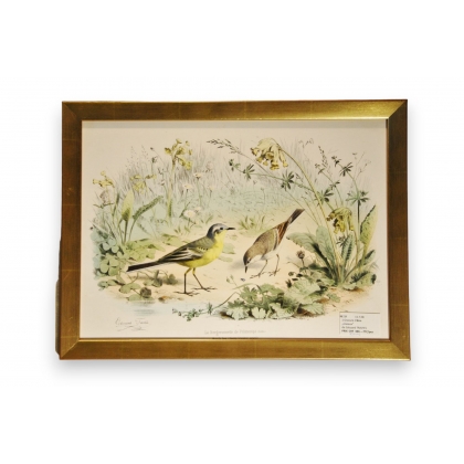 Gravure d'oiseaux "La Bergeronnette de  sur Moinat SA  - Antiquités décoration -  Gravures, Lithos