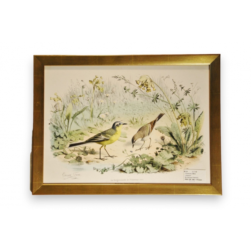 Gravure d'oiseaux "La Bergeronnette de  sur Moinat SA  - Antiquités décoration -  Gravures, Lithos
