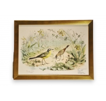Gravure d'oiseaux "La Bergeronnette de printemps"