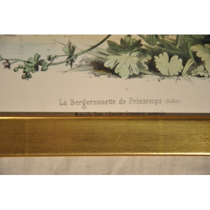Gravure d'oiseaux "La Bergeronnette de  sur Moinat SA  - Antiquités décoration -  Gravures, Lithos