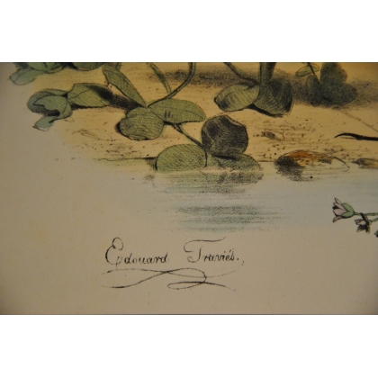 Gravure d'oiseaux "La Bergeronnette de  sur Moinat SA  - Antiquités décoration -  Gravures, Lithos