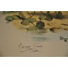 Gravure d'oiseaux "La Bergeronnette de  sur Moinat SA  - Antiquités décoration -  Gravures, Lithos