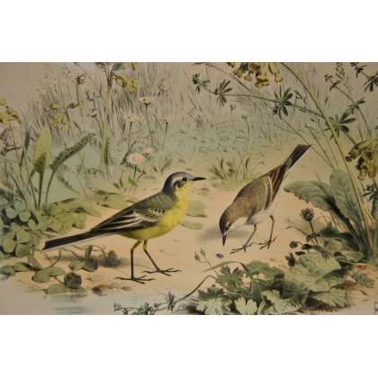 Gravure d'oiseaux "La Bergeronnette de  sur Moinat SA  - Antiquités décoration -  Gravures, Lithos