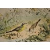 Gravure d'oiseaux "La Bergeronnette de  sur Moinat SA  - Antiquités décoration -  Gravures, Lithos