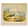 Engraving of birds: ‘The Lapwing, male’ by Moinat SA – Antiques and decorative items – Engravings, lithographs