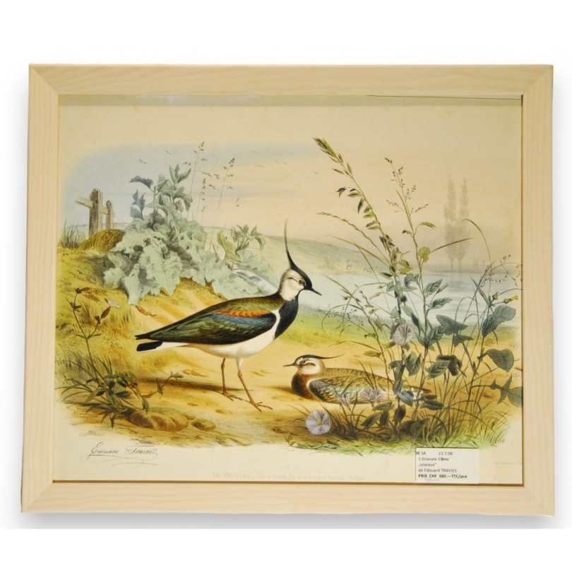 Gravure d'oiseaux "Le Vanneau, mâle et femelle"