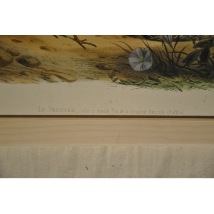 Engraving of birds: ‘The Lapwing, male’ by Moinat SA – Antiques and decorative items – Engravings, lithographs