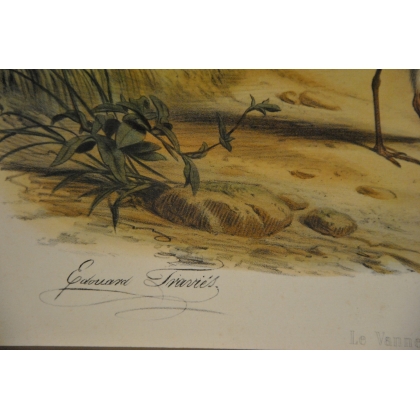 Engraving of birds: ‘The Lapwing, male’ by Moinat SA – Antiques and decorative items – Engravings, lithographs