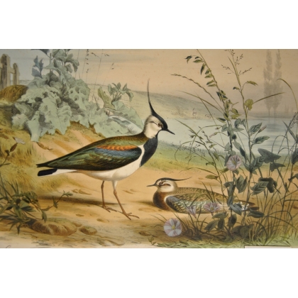 Engraving of birds: ‘The Lapwing, male’ by Moinat SA – Antiques and decorative items – Engravings, lithographs