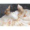  Bain d'oiseau en forme de coquillage, crème sur  Moinat SA  - Antiquités décoration