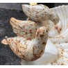  Bain d'oiseau en forme de coquillage, crème sur  Moinat SA  - Antiquités décoration