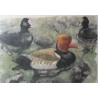 Engraving on "Nette rousse" paper, by Moinat SA – Antiques and decorative items – Engravings, lithographs