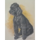 Dessin original "Chien, caniche noir",