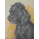 Dessin original "Chien, caniche noir",