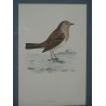 Engraving on paper, ‘Bird’, by Moinat SA – Antiques and decorative items – Engravings, lithographs