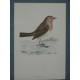 Gravure sur papier "Oiseau,