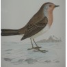 Engraving on paper, ‘Bird’, by Moinat SA – Antiques and decorative items – Engravings, lithographs