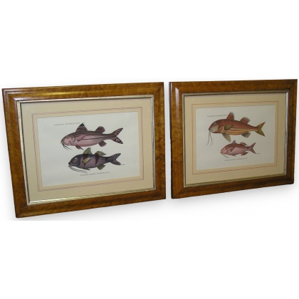 Pair of engravings on paper, ‘Fish’, by Moinat SA – Antiques and decorative items – Engravings, lithographs
