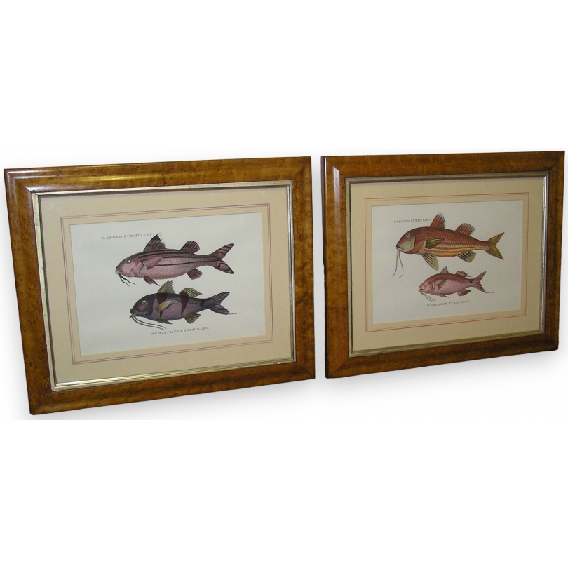 Pair of engravings on paper, ‘Fish’, by Moinat SA – Antiques and decorative items – Engravings, lithographs