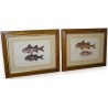Pair of engravings on paper, ‘Fish’, by Moinat SA – Antiques and decorative items – Engravings, lithographs