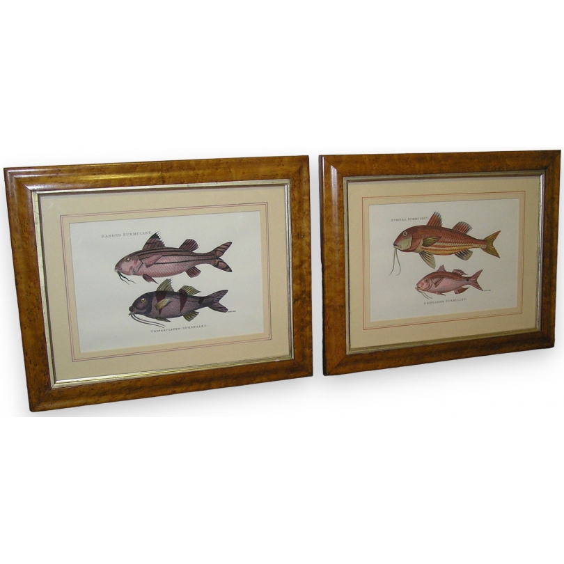 Paire de gravures sur papier "Poissons,