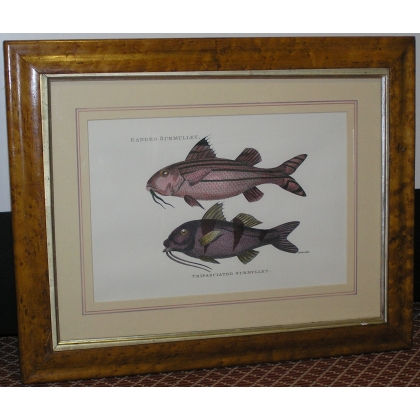 Pair of engravings on paper, ‘Fish’, by Moinat SA – Antiques and decorative items – Engravings, lithographs
