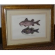 Paire de gravures sur papier "Poissons,