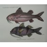 Pair of engravings on paper, ‘Fish’, by Moinat SA – Antiques and decorative items – Engravings, lithographs