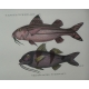 Paire de gravures sur papier "Poissons,