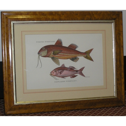 Pair of engravings on paper, ‘Fish’, by Moinat SA – Antiques and decorative items – Engravings, lithographs