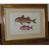 Pair of engravings on paper, ‘Fish’, by Moinat SA – Antiques and decorative items – Engravings, lithographs