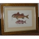 Paire de gravures sur papier "Poissons,