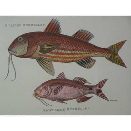 Pair of engravings on paper, ‘Fish’, by Moinat SA – Antiques and decorative items – Engravings, lithographs