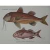 Pair of engravings on paper, ‘Fish’, by Moinat SA – Antiques and decorative items – Engravings, lithographs