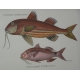 Paire de gravures sur papier "Poissons,