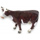 Vache miniature brune et blanche